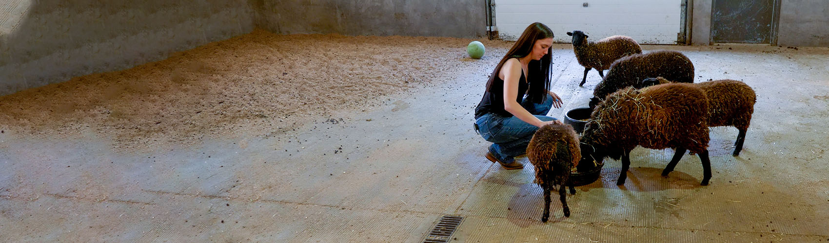 Build a career in the livestock sector